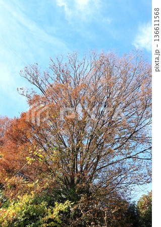 秋のイメージ 紅葉 秋のイメージ 紅葉 136611568