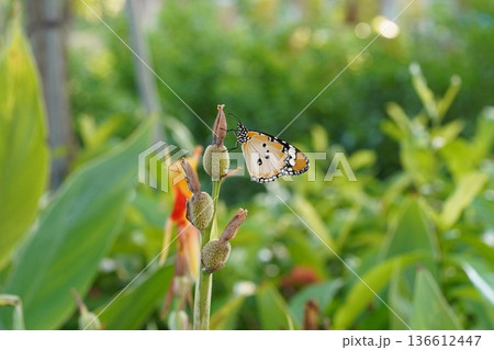 Monarch Butterfly Resting On A Flower Bud In Nature 136612447