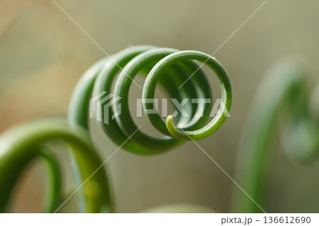 Curly Green Vine Plant Close Up Nature 136612690