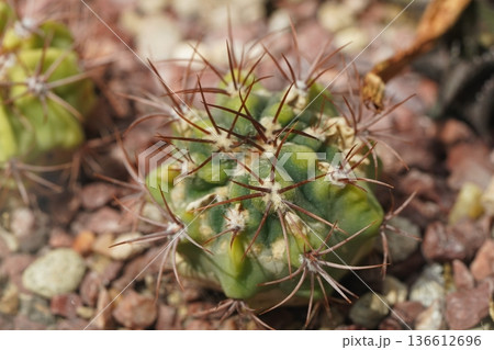 Cactus with Spines in Natural Habitat Close Up 136612696