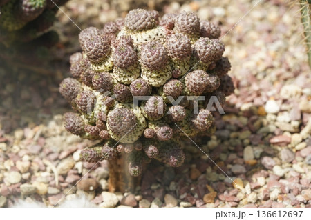 Mammillaria Herreae Cactus Unique Plant Close Up View 136612697