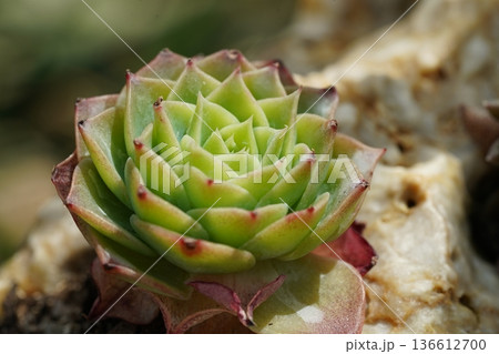 Close Up of a Beautiful Green and Pink Succulent Plant 136612700