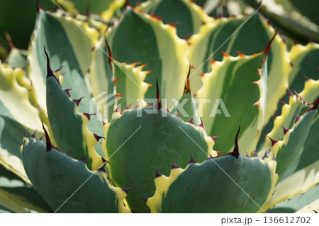 Variegated Agave Plant Close Up Macro Shot 136612702