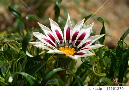 Beautiful Treasure Flower Gazania with White and Purple Rays 136612704