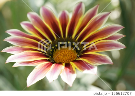 Gazania Flower Close Up Showing Vibrant Colors 136612707