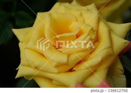 Beautiful Yellow Rose Flower in Full Bloom Close Up 136612708
