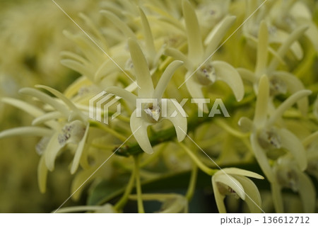 Delicate Yellow Orchid Blossoms in Full Bloom Delicate Yellow Orchid Blossoms in Full Bloom 136612712