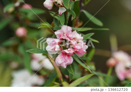 Close up of a Peach Blossom with Pink and White Petals Close up of a Peach Blossom with Pink and White Petals 136612720