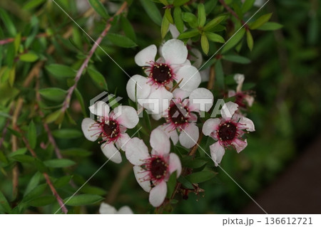 Manuka Flowers Delicate Blooms in Natural Light 136612721
