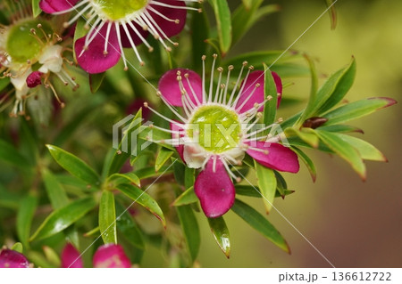 Close Up of Leptospermum Flowers Nature's Delicate Beauty Close Up of Leptospermum Flowers Nature's Delicate Beauty 136612722