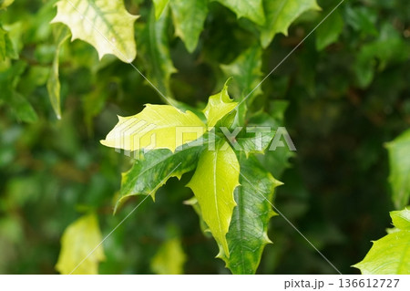 Lush Green Holly Leaves Close Up Botanical Beauty 136612727