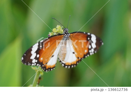 Monarch Butterfly on Green Plant with Wings Spread Open 136612736