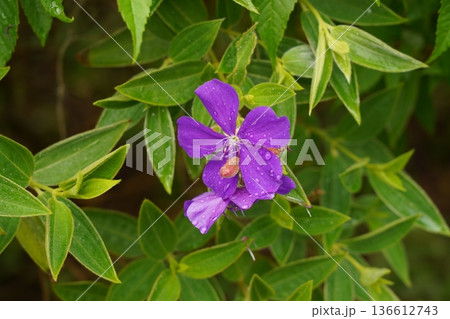 Purple Flower Blossom with Raindrops Closeup Shot 136612743