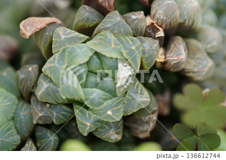 Haworthia cooperi Succulent Plant Close Up Macro Shot 136612744