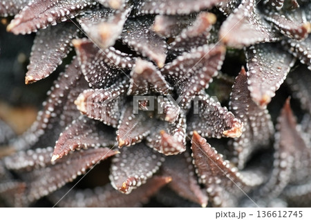 Haworthia Fasciata Close Up Plant Succulent Beauty 136612745