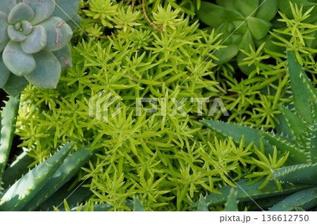 Succulent Garden Greenery and Aloe Plant Close Up View 136612750