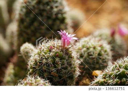Blooming Cactus Close Up Photography Beautiful Nature Blooming Cactus Close Up Photography Beautiful Nature 136612751