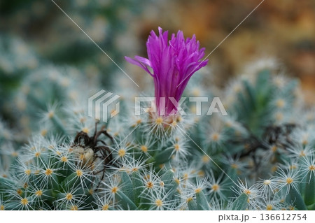 Blooming Cactus Close Up with Vibrant Purple Flower 136612754