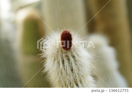 White Cactus with Red Top Fluffy Succulent Plant 136612755