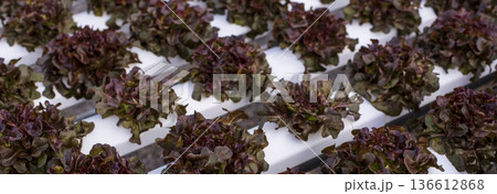 Banner fresh Red Oak Leaf Lettuce organic hydroponic vegetable plantation produce red salad hydroponic farm. Panorama red oak lettuce salad in Organic Farm. Salad farm vegetable with copy space 136612868