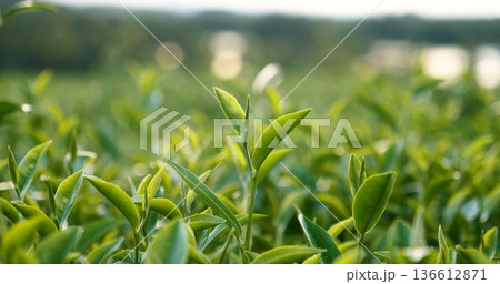 Green tea tree leaves field young tender bud herbal Green tea tree in camellia sinensis organic farm. Close up Fresh Tree tea plantations mountain green nature in herbal farm plant background morning 136612871
