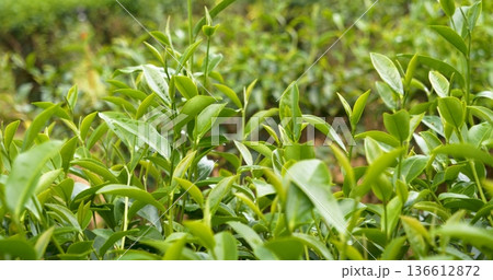 Green tea tree leaves field young tender bud herbal Green tea tree in camellia sinensis organic farm. Close up Fresh Tree tea plantations mountain green nature in herbal farm plant background morning Green tea tree leaves field young tender bud herbal Green tea tree in camellia sinensis organic farm. Close up Fresh Tree tea plantations mountain green nature in herbal farm plant background morning 136612872