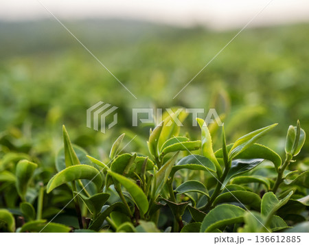 Green tea tree leaves field Fresh young tender bud herbal in farm on summer morning. Sunlight Green tea tree plant camellia sinensis in organic farm. Close up Tree tea plant green nature in morning Green tea tree leaves field Fresh young tender bud herbal in farm on summer morning. Sunlight Green tea tree plant camellia sinensis in organic farm. Close up Tree tea plant green nature in morning 136612885