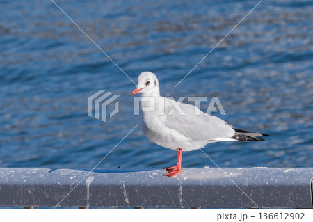 【隅田川とゆりかもめ】 【隅田川とゆりかもめ】 136612902