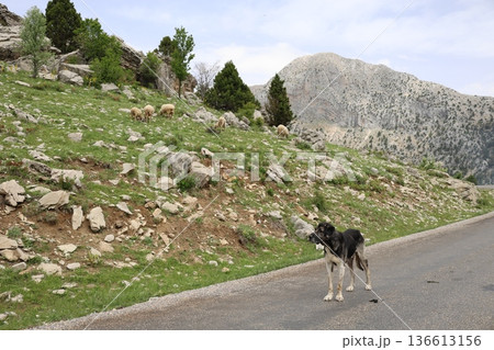 Dog rocky landscape. High quality photo 136613156
