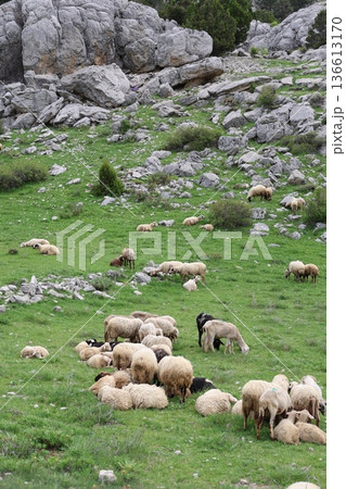Shepherd leading sheep. Sheep mountain road High quality FullHD footage 136613170