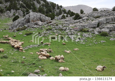 Shepherd leading sheep. Sheep mountain road High quality FullHD footage 136613174