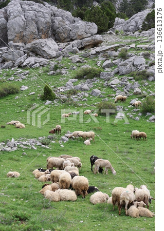 Shepherd leading sheep. Sheep mountain road High quality FullHD footage Shepherd leading sheep. Sheep mountain road High quality FullHD footage 136613176