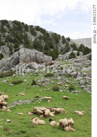 Shepherd leading sheep. Sheep mountain road High quality FullHD footage 136613177