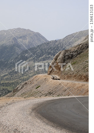 Shepherd leading sheep. Sheep mountain road High quality FullHD footage 136613183