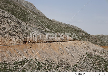 Shepherd leading sheep. Sheep mountain road High quality FullHD footage 136613184