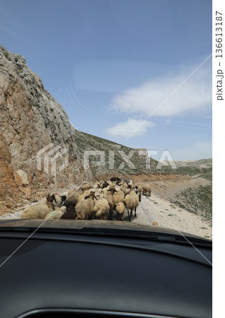 Shepherd leading sheep. Sheep mountain road High quality FullHD footage 136613187