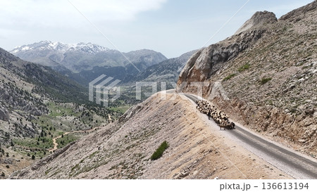 Shepherd leading sheep. Sheep mountain road High quality FullHD footage Shepherd leading sheep. Sheep mountain road High quality FullHD footage 136613194