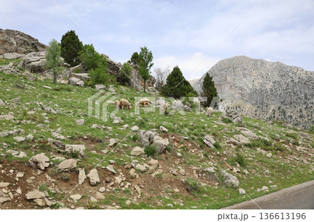 Shepherd leading sheep. Sheep mountain road High quality FullHD footage 136613196