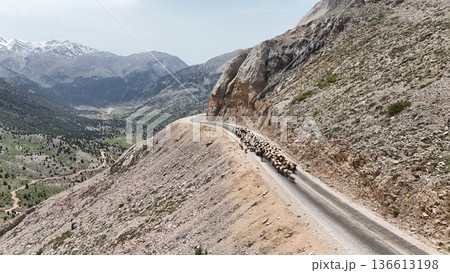 Shepherd leading sheep. Sheep mountain road High quality FullHD footage 136613198