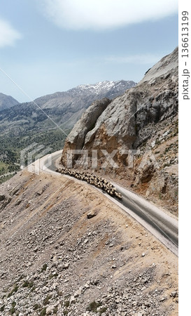 Shepherd leading sheep. Sheep mountain road High quality FullHD footage 136613199