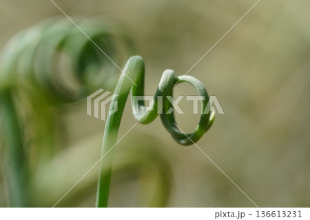 Curly Green Shoot Close Up Macro Nature Springtime 136613231