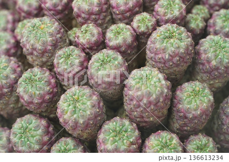 Unique Succulent Plant with Textured Green and Purple Skin Unique Succulent Plant with Textured Green and Purple Skin 136613234