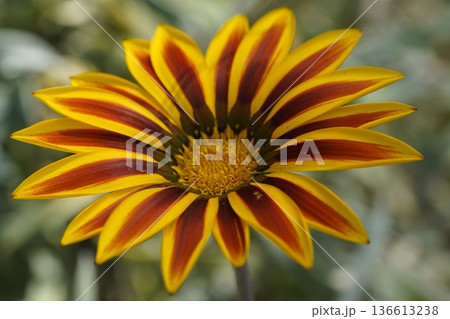 Striking Gazania Flower in Full Bloom A Close Up View Striking Gazania Flower in Full Bloom A Close Up View 136613238