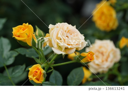 Beautiful Yellow and Cream Rose Blossoms in Bloom 136613241