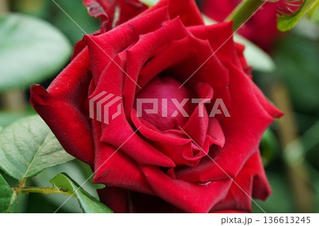 Beautiful Dark Red Rose Blossom Close Up Detail 136613245