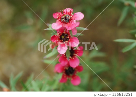 Beautiful Pink Manuka Flowers Close Up in Natural Light Beautiful Pink Manuka Flowers Close Up in Natural Light 136613251