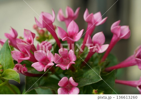 Beautiful Pink Honeysuckle Flowers Blooming in Garden 136613260
