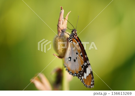Monarch Butterfly Resting on a Flower Bud Nature Photo 136613269
