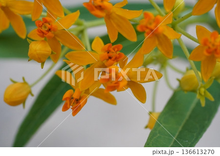 Bright Orange Butterfly Weed Flowers Bloom 136613270