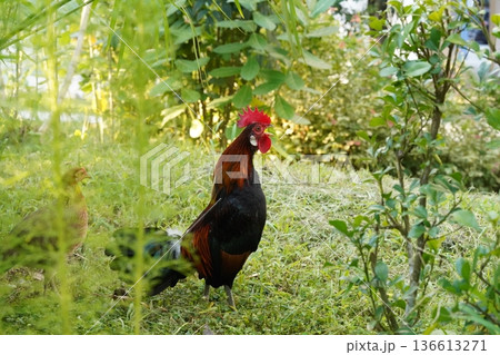 Roosters in Greenery A Farm Life Scene Roosters in Greenery A Farm Life Scene 136613271
